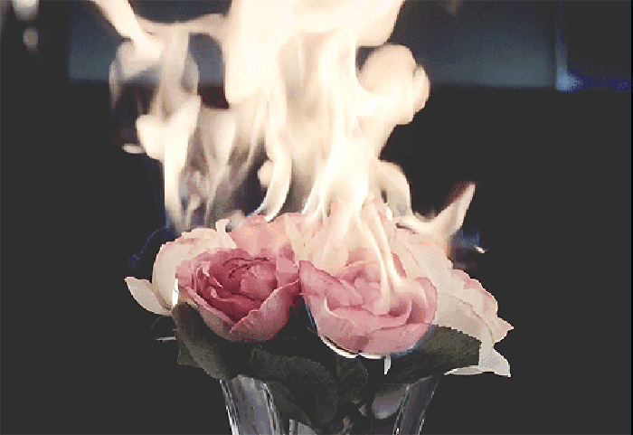 燃烧 花朵 跳动 火焰