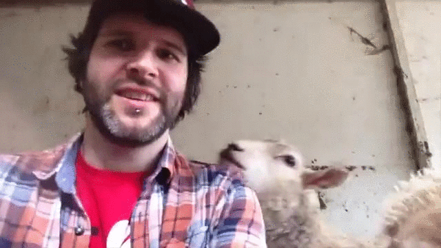 绵羊 蹭 抢镜 sheep