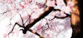 菁华浮梦  樱花 美 有趣