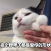 萌宠 猫星人 掐个腮帮子都是爱你的形状 害羞 呆萌 可爱