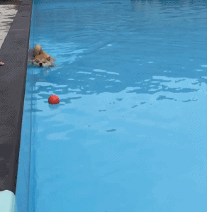 泳池 狗狗 会玩 萌萌哒