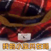 萌宠 狗 汪星人 我的小宝贝在吗 撩 soogif soogif出品