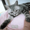 萌宠 猫星人 抱抱 爱你 搞怪 呆萌
