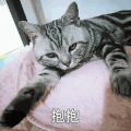 萌宠 猫星人 抱抱 爱你 搞怪 呆萌