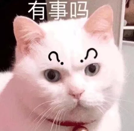 萌宠gif喵星人gif有事吗gif没事别烦我gif严肃gif认真gif