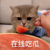 萌宠 猫星人 在线吃瓜 真香 呆萌 可爱