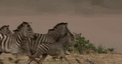动物 成群结队 捕猎 掠食动物战场 斑马 狮子 纪录片 跑