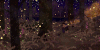 景观 landscape nature 星星 闪