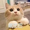 萌宠 喵星人 眼巴巴 看着你 呆萌 可爱