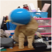 机器猫 猫咪 头盔 搞笑