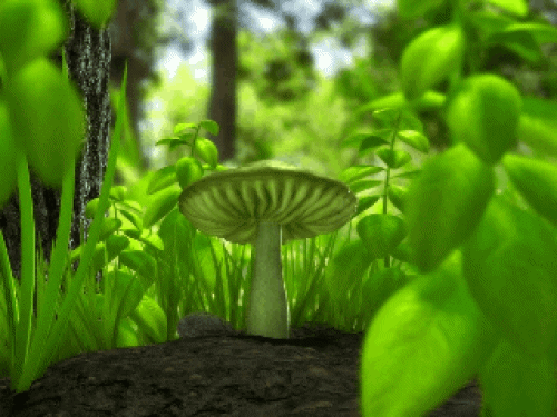 蘑菇 美丽 漂亮  可爱