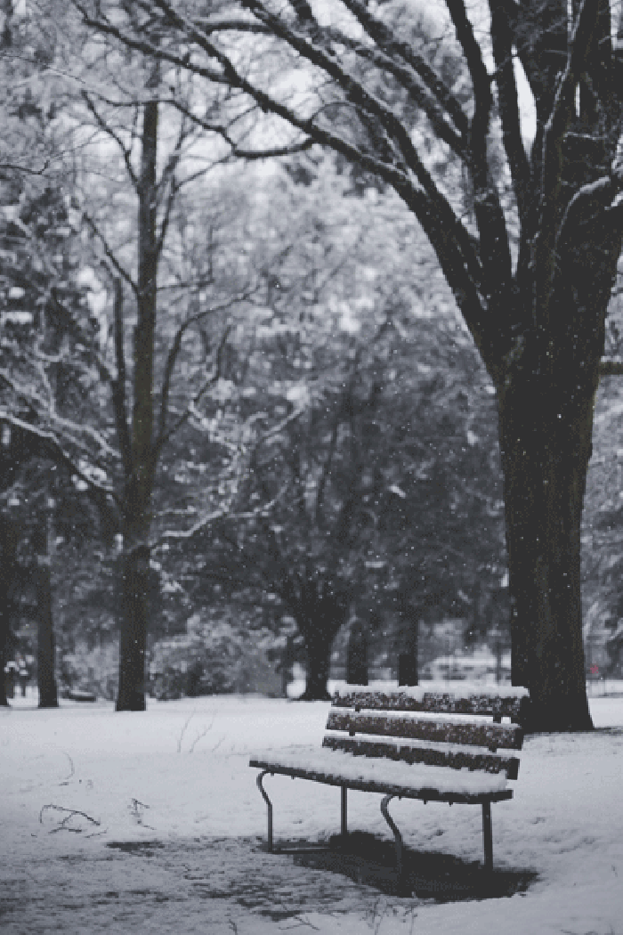 树木 长椅 下雪 寒冷