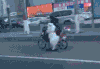 狗狗 汽车 搞笑 拉风