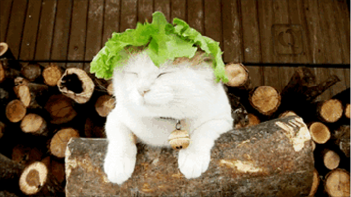 猫猫 菜叶 头顶 木柴