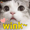 萌宠 猫咪 猫 撩 wink soogif soogif出品