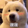 萌宠 汪星人 害羞 嘿嘿嘿 搞怪 呆萌