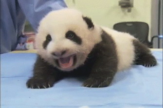 熊猫 幼崽 玩耍 可爱