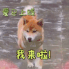 可爱 萌宠 向往的生活 综艺 动态图