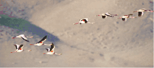 地球脉动 自由 记录片 飞行 鸟