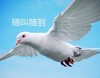 萌宠 鸽子 随叫随到 马上到 搞怪 逗