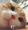 萌宠 猫星人 盯着 好奇 呆萌 可爱