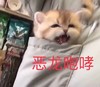 萌宠 猫星人 恶龙咆哮 生气 搞怪 呆萌