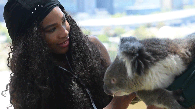 塞雷娜·威廉姆斯 考拉 慵懒 合影 可爱 koala
