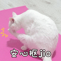 安心抠jio jio 猫