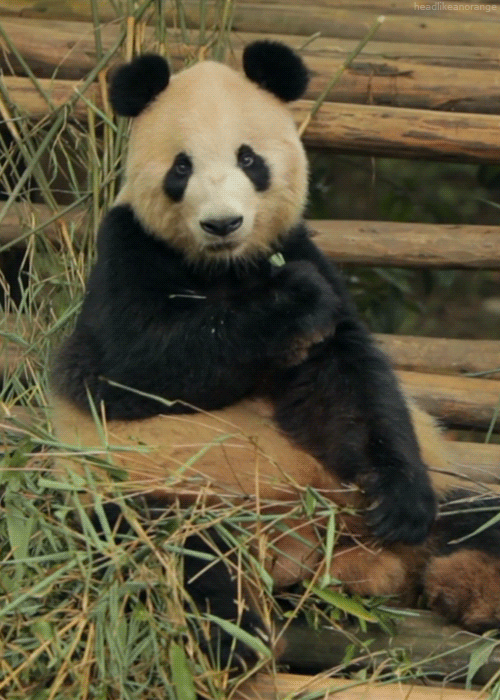 熊猫 咀嚼 萌化了 天然呆 动物 竹子 panda
