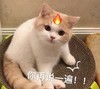 萌宠 猫星人 你再说一遍 生气 搞怪