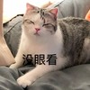 萌宠 猫星人 没眼看 不想看 懒得看 嫌弃