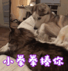 soogif soogif出品 小拳拳揍你