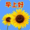 植物 向日葵 早上好 老年人表情包 搞怪 逗