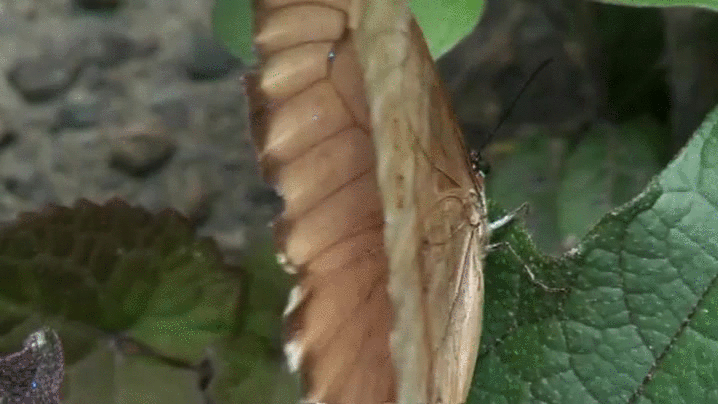 迁徙的鸟 Winged+Migration