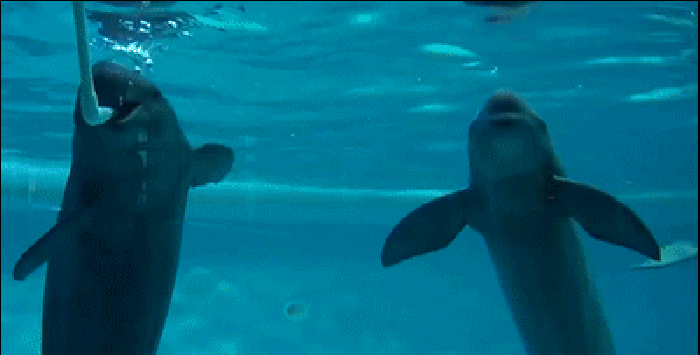 海豚 可爱 吐泡泡 接力