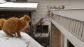 猫咪 跳跃 摔倒 搞笑