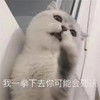 萌宠 喵星人 我一拳下去你可能会死 看我不打死你 淘气 搞怪