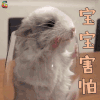 萌宠 宝宝害怕 伤心 soogif soogif出品