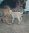 狗狗  萌宠 小绵羊 吃奶