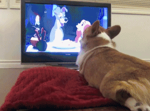 狗狗 看电视 吃面 模仿