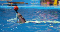 海洋馆 海豚 表演
