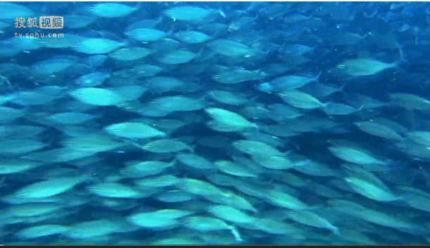 深海奇探 鱼群 海底 湛蓝