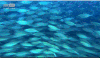深海奇探 鱼群 海底 湛蓝