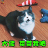 萌宠 猫咪 猫 吃鸡 大佬 带带我吧 soogif soogif出品