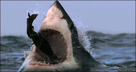 鲨鱼 捕食 凶猛 吃 海洋
