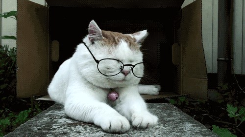 猫咪 可爱 眼镜 搞笑 眯眼