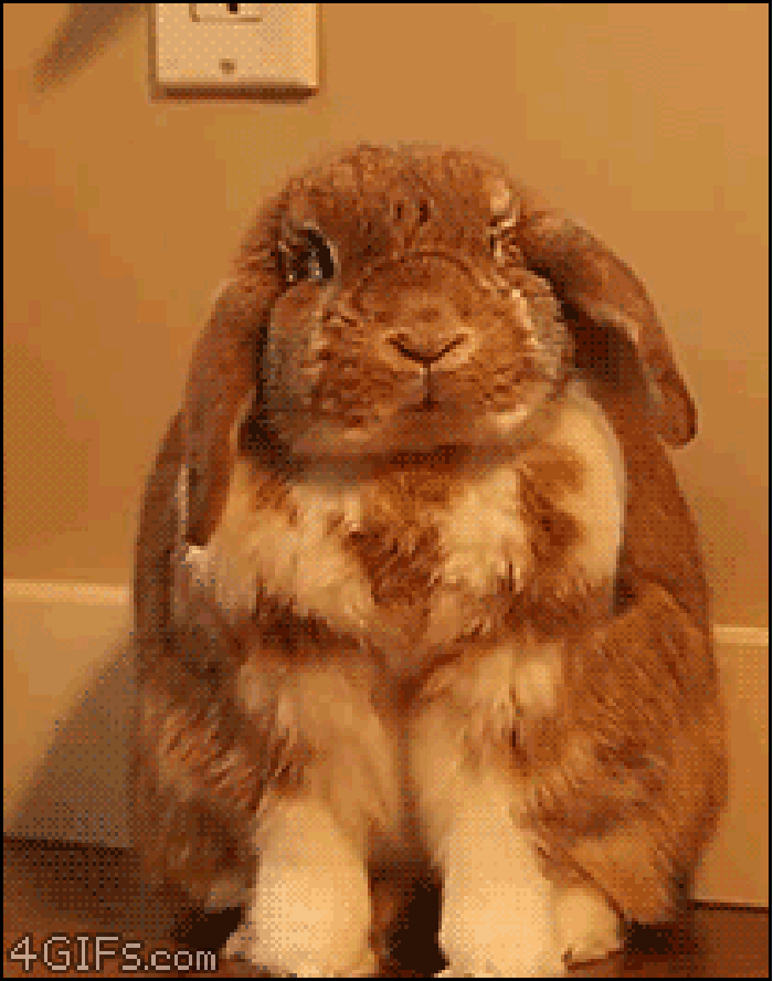 兔子 搞笑 可笑 可爱