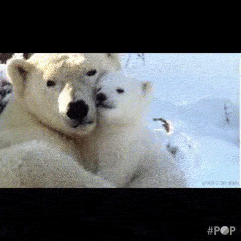 北极熊 享受 满足 逗比 抚摸
