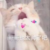 萌宠 喵星人 哥哥也太帅了吧 哥哥看看我 活泼 可爱