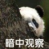 萌宠 熊猫 暗中观察 偷看 搞怪 呆萌